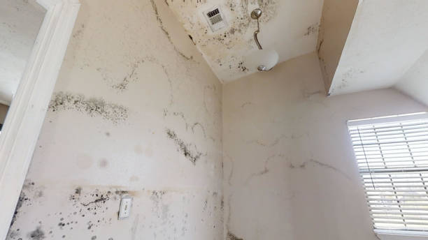 Best Environmental Consulting for Mold Prevention  in Philipsburg, MT