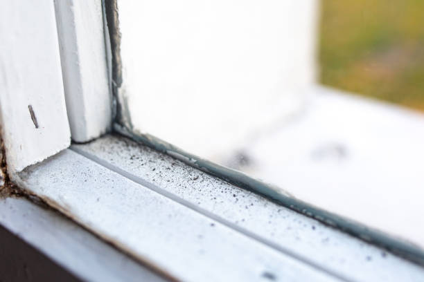 Best Basement Mold Removal  in Philipsburg, MT