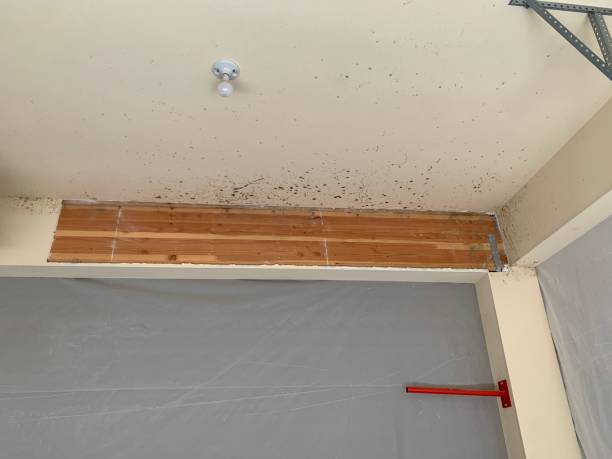 Best Post-Construction Mold Inspection  in Philipsburg, MT