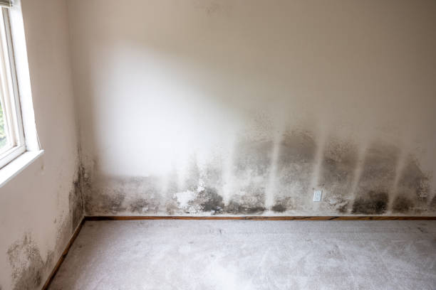 Best Commercial Mold Inspection  in Philipsburg, MT